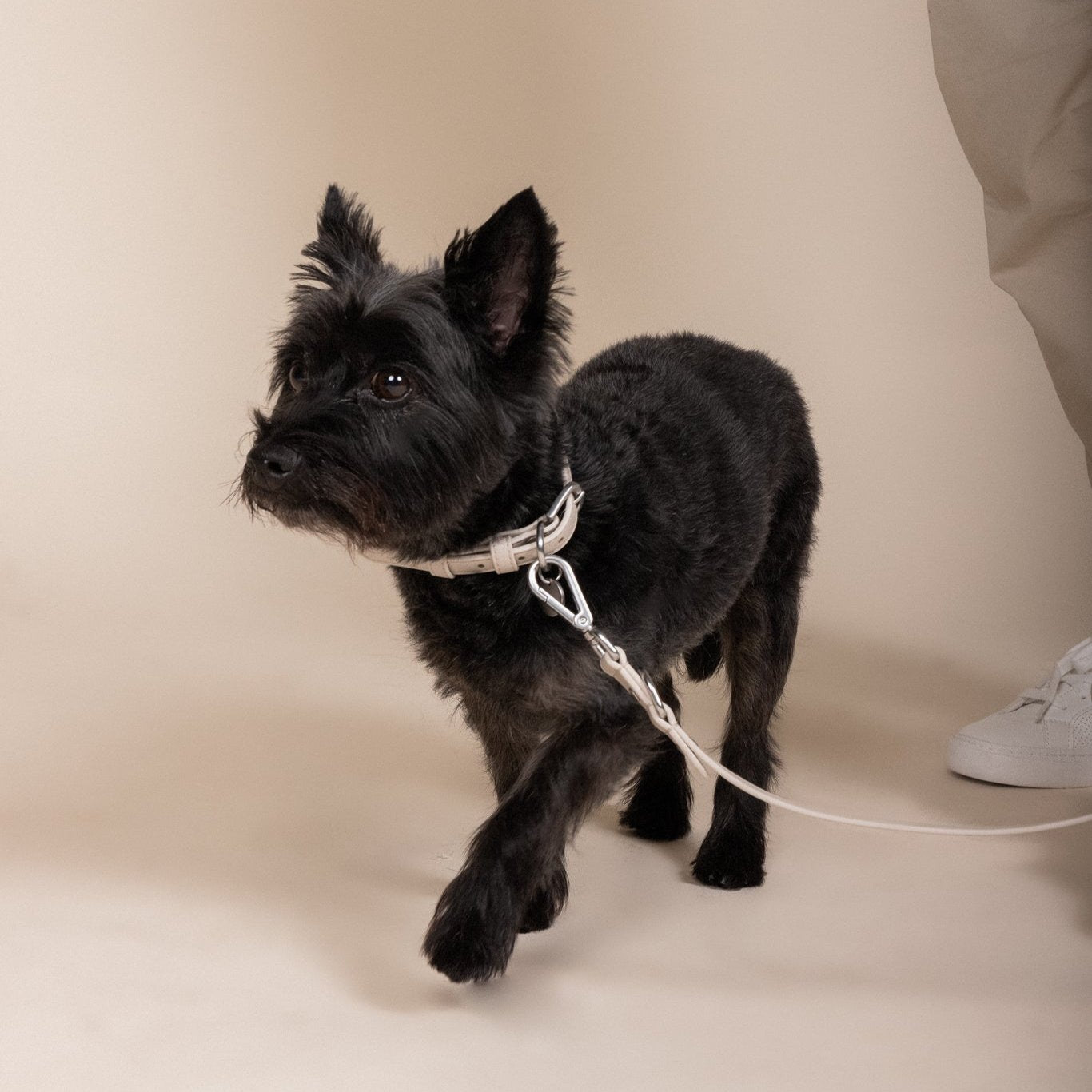 Photo of dog with collar and leash