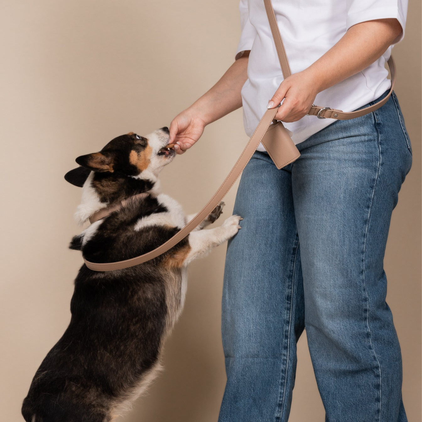 Photo of a corgi getting a treat while wearing a leash, collar as the leash is used as a crossbody on the owner