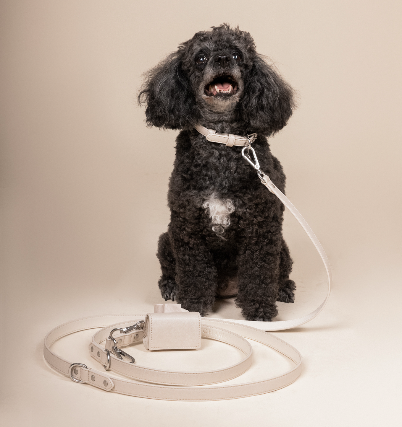 Photo of a mini black poodle wearing a leash, collar, and waste bag holder